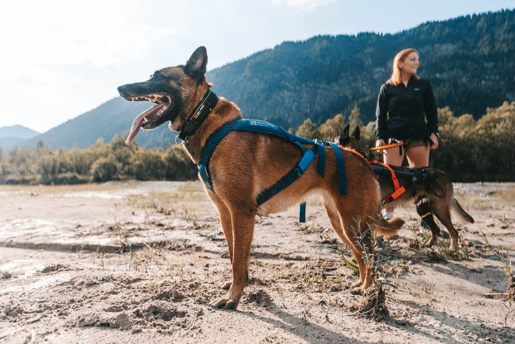 Freemotion harness 5.0