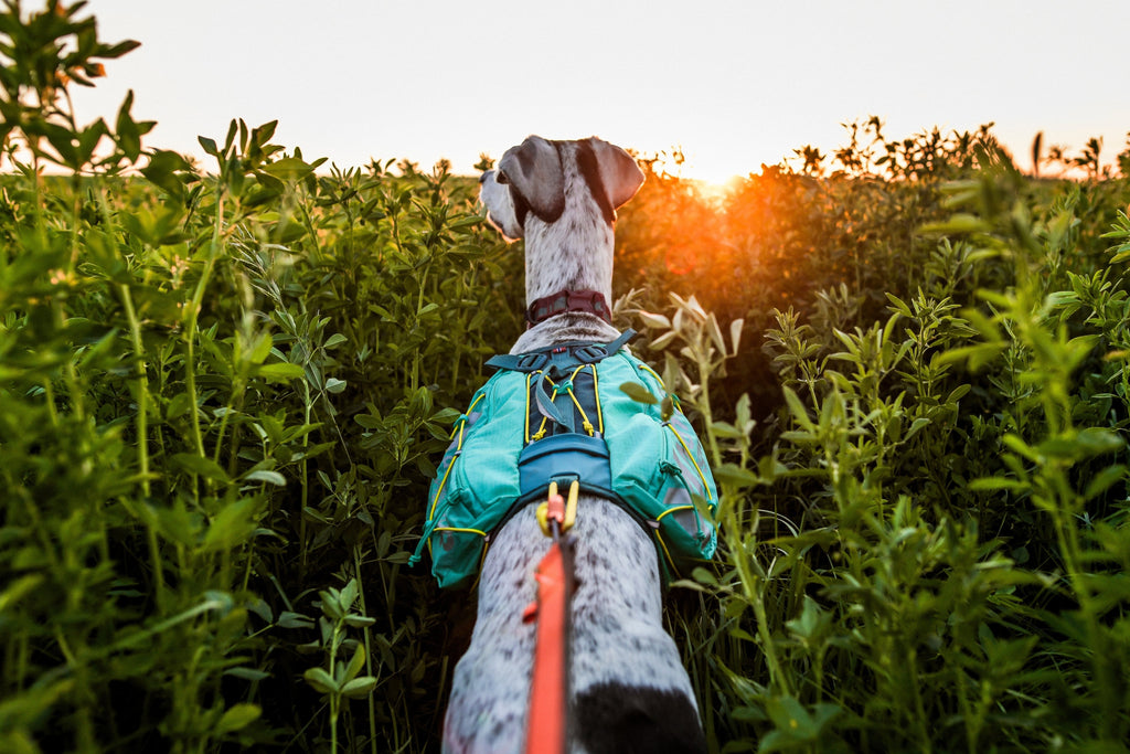 Trail light dog backpack