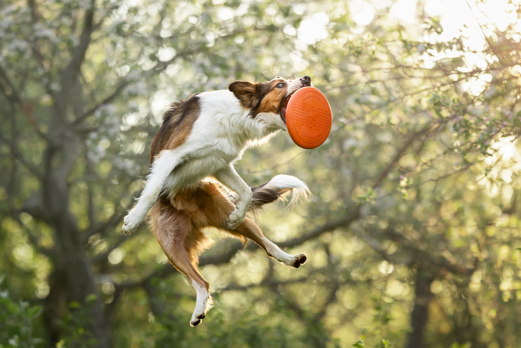 Dog flying disc