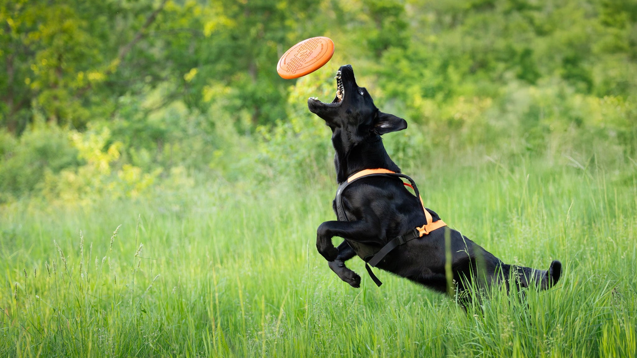 Dog flying disc