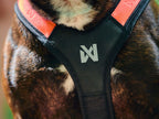 Rush harness