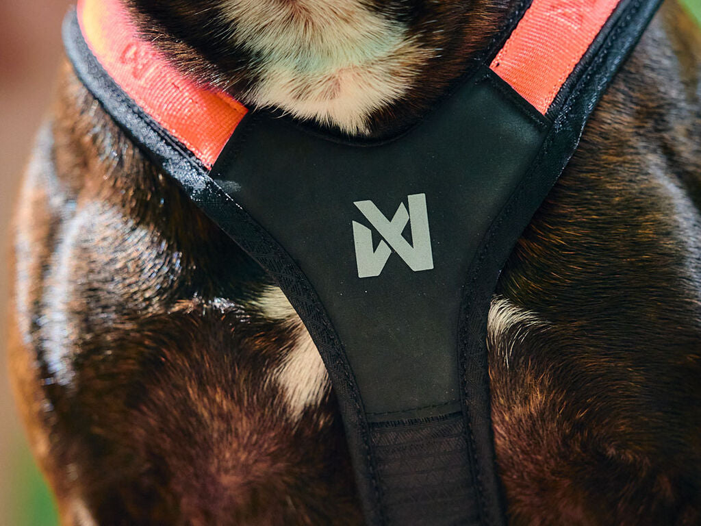 Rush harness