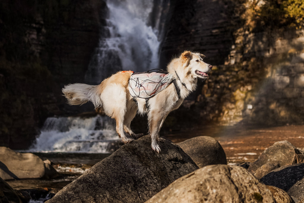 Trail light dog backpack