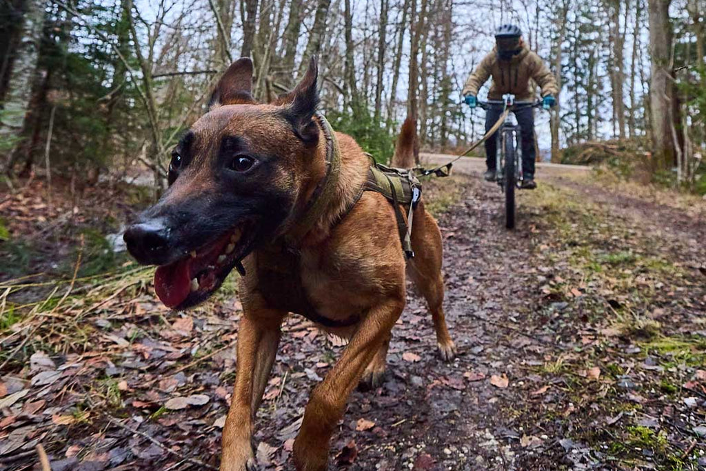 Freemotion harness wd