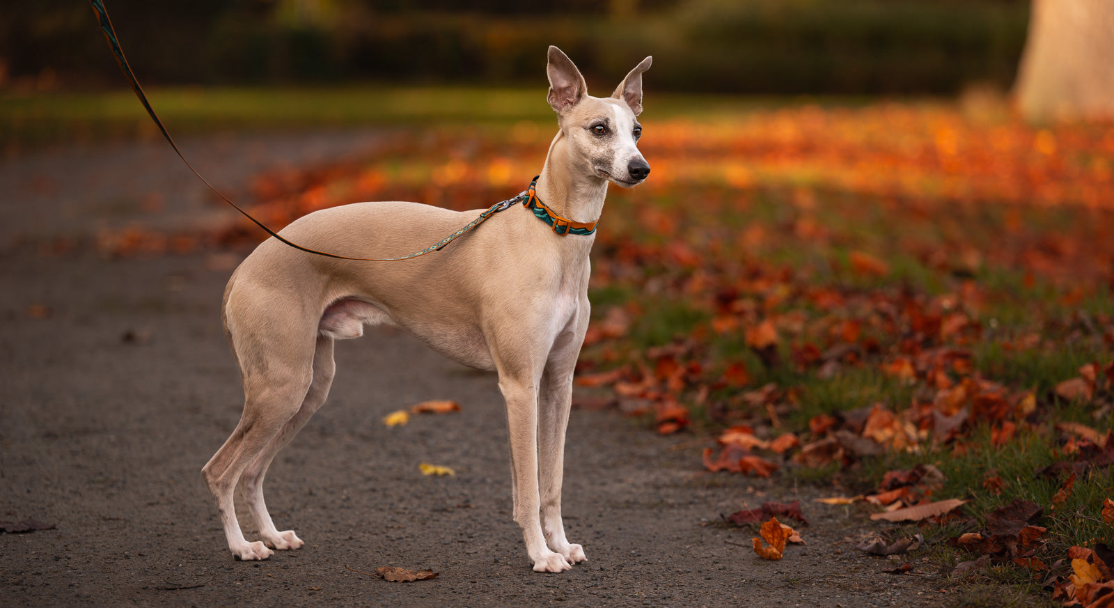 Trail quest collar Rachel Pohl edition